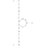 Secondary Structure - Anti-Ampcillin Aptamer [AMP18] (Biotin) (A321171) - Antibodies.com