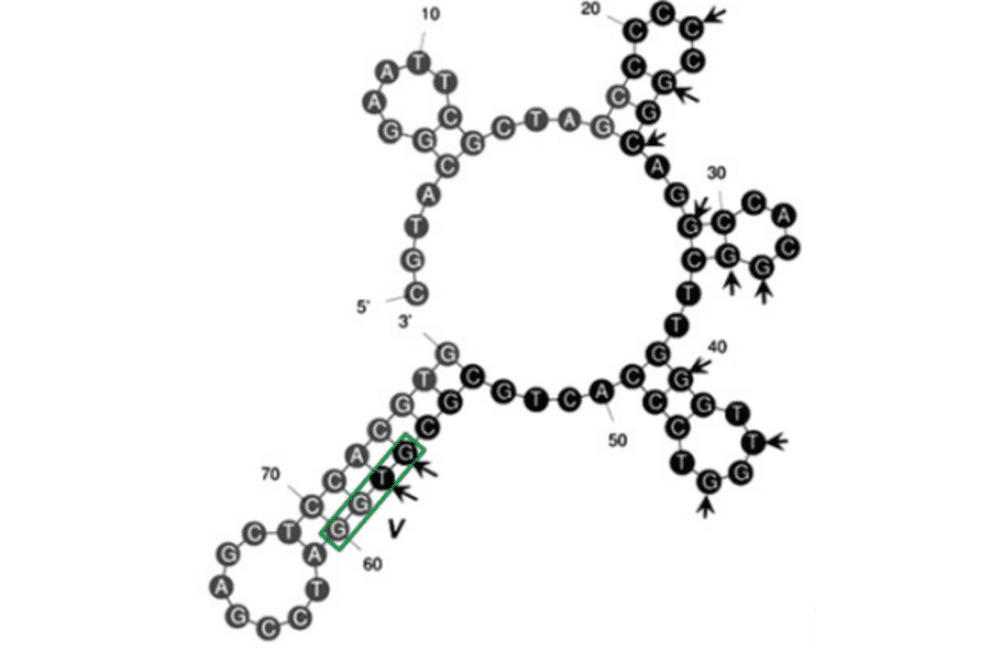 Secondary Structure - Anti-Tetracycline Aptamer [T20] (Biotin) (A321172) - Antibodies.com