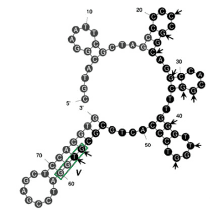 Secondary Structure - Anti-Tetracycline Aptamer [T20] (Biotin) (A321172) - Antibodies.com