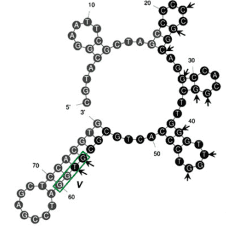 Secondary Structure - Anti-Tetracycline Aptamer [T20] (Biotin) (A321172) - Antibodies.com