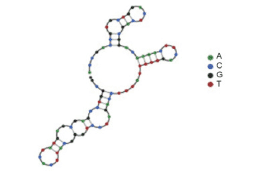 Secondary Structure - Anti-Human Skeletal Muscle Cells Aptamer (Biotin) (A321173) - Antibodies.com