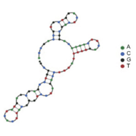 Secondary Structure - Anti-Human Skeletal Muscle Cells Aptamer (Biotin) (A321173) - Antibodies.com