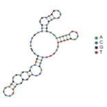 Secondary Structure - Anti-Human Skeletal Muscle Cells Aptamer (Biotin) (A321173) - Antibodies.com