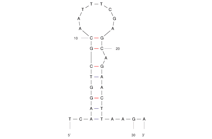 Secondary Structure - Anti-E. coli Aptamer [37304] (Biotin) (A321174) - Antibodies.com