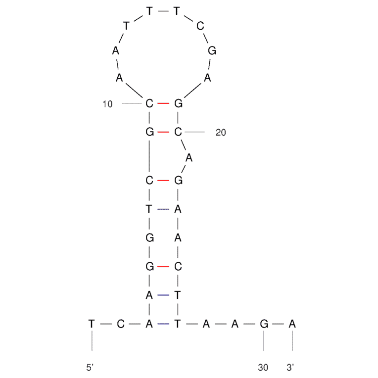 Secondary Structure - Anti-E. coli Aptamer [37304] (Biotin) (A321174) - Antibodies.com