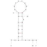 Secondary Structure - Anti-E. coli Aptamer [37304] (Biotin) (A321174) - Antibodies.com