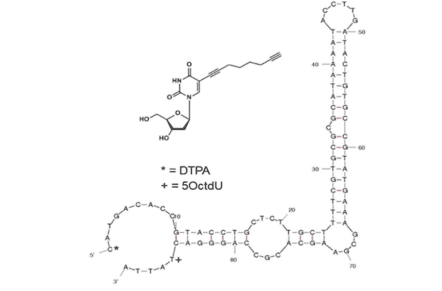 Secondary Structure - Anti-OspA Aptamer [Ion-OspA-59] (Biotin) (A321176) - Antibodies.com