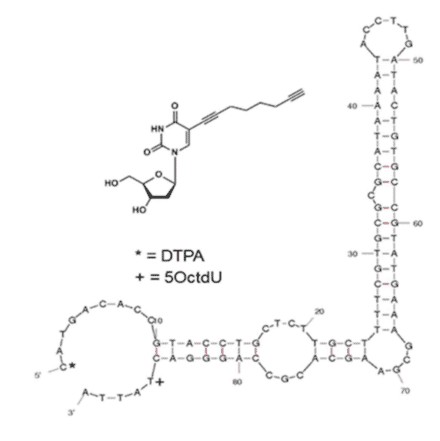 Secondary Structure - Anti-OspA Aptamer [Ion-OspA-59] (Biotin) (A321176) - Antibodies.com