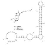 Secondary Structure - Anti-OspA Aptamer [Ion-OspA-59] (Biotin) (A321176) - Antibodies.com