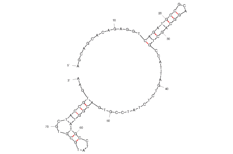 Secondary Structure - Anti-Fibroblast Activation Protein Aptamer [AptFAP-A4] (Biotin) (A321177) - Antibodies.com