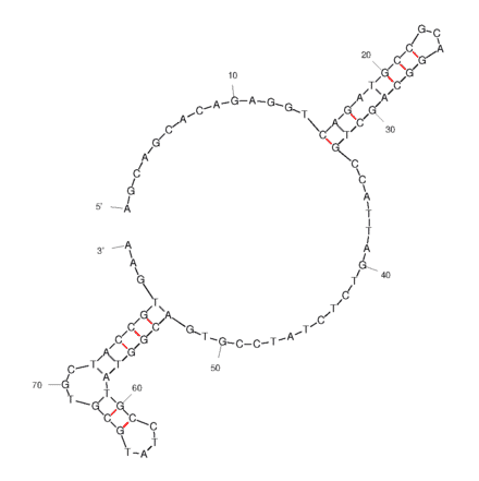 Secondary Structure - Anti-Fibroblast Activation Protein Aptamer [AptFAP-A4] (Biotin) (A321177) - Antibodies.com