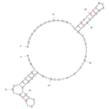 Secondary Structure - Anti-Fibroblast Activation Protein Aptamer [AptFAP-A4] (Biotin) (A321177) - Antibodies.com