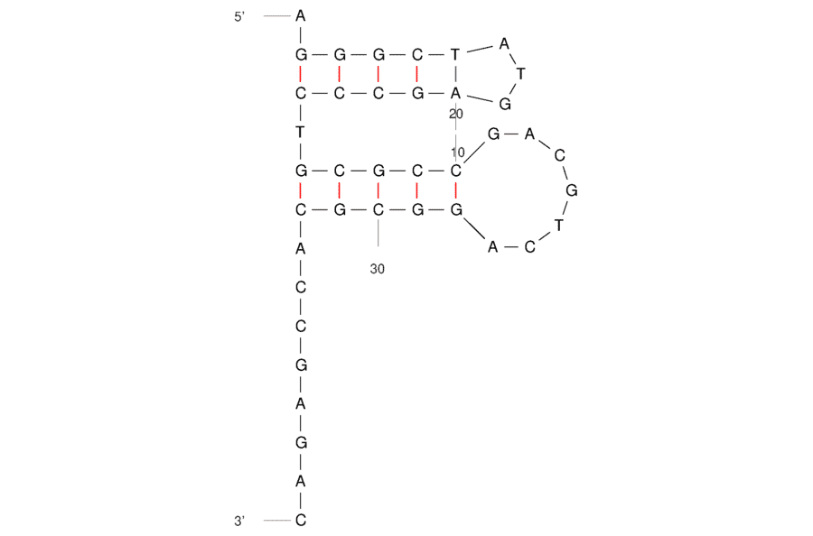 Secondary Structure - Anti-Uridine 5'-diphosphate Aptamer [Aptamer 3-83] (Biotin) (A321178) - Antibodies.com