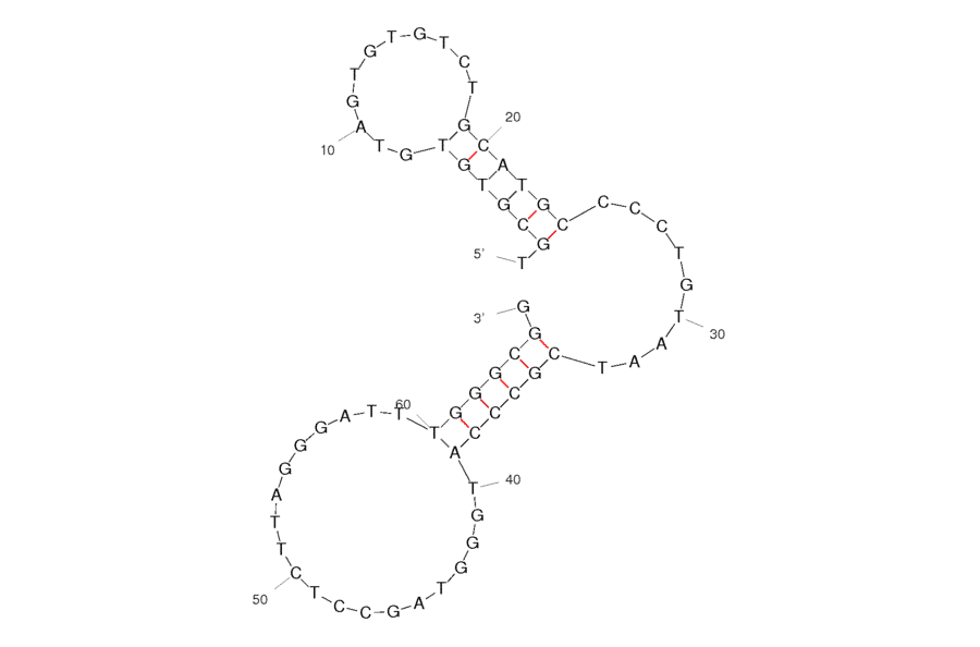Secondary Structure - Anti-Human Embryonic Stem Cells Aptamer [HM69] (Biotin) (A321185) - Antibodies.com