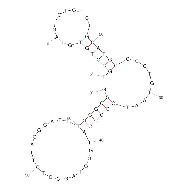 Secondary Structure - Anti-Human Embryonic Stem Cells Aptamer [HM69] (Biotin) (A321185) - Antibodies.com