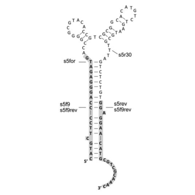 Secondary Structure - Anti-CD44 Aptamer [s5rev] (Biotin) (A321186) - Antibodies.com