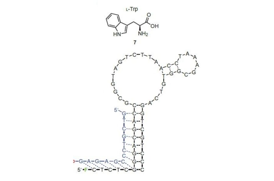 Secondary Structure - Anti-Tryptophan Aptamer (Biotin) (A321189) - Antibodies.com