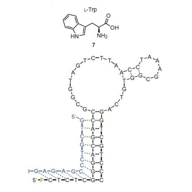 Secondary Structure - Anti-Tryptophan Aptamer (Biotin) (A321189) - Antibodies.com
