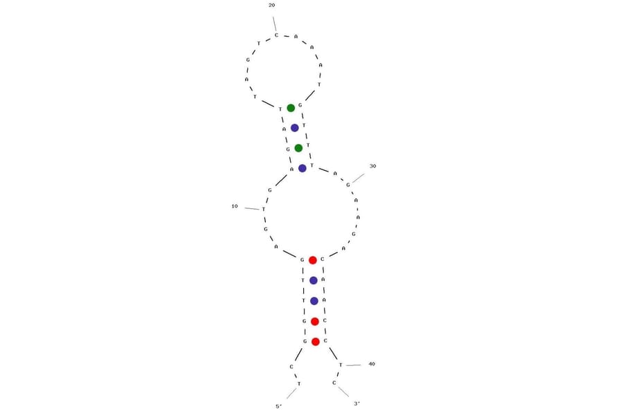 Secondary Structure - Anti-HIV1 Reverse Transcriptase Aptamer [WT62] (Biotin) (A321193) - Antibodies.com