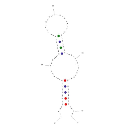 Secondary Structure - Anti-HIV1 Reverse Transcriptase Aptamer [WT62] (Biotin) (A321193) - Antibodies.com