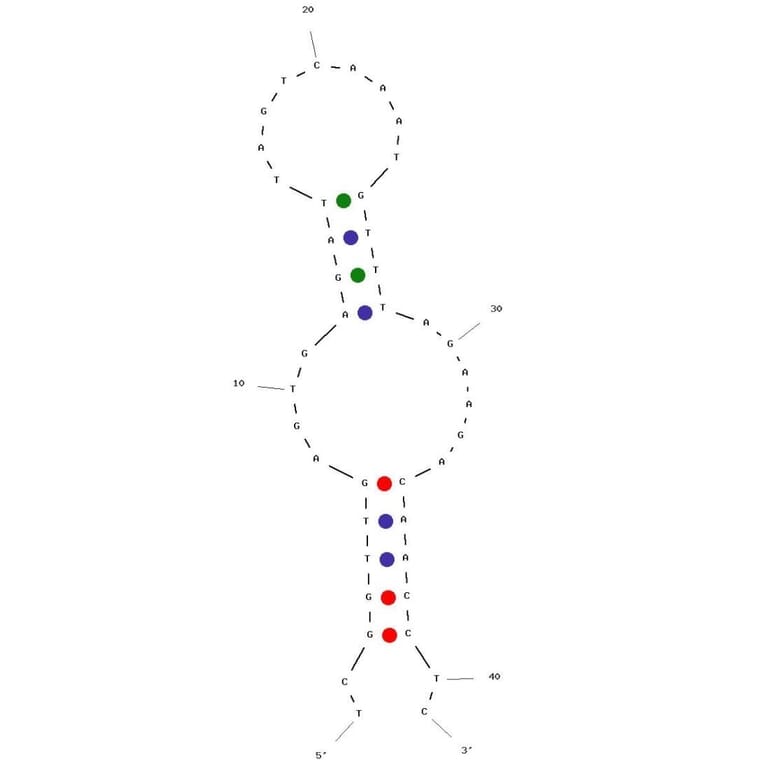 Secondary Structure - Anti-HIV1 Reverse Transcriptase Aptamer [WT62] (Biotin) (A321193) - Antibodies.com