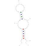 Secondary Structure - Anti-HIV1 Reverse Transcriptase Aptamer [WT62] (Biotin) (A321193) - Antibodies.com