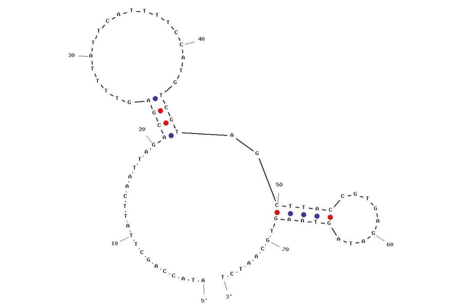 Secondary Structure - Anti-N Cadherin Aptamer [NC23] (Biotin) (A321194) - Antibodies.com
