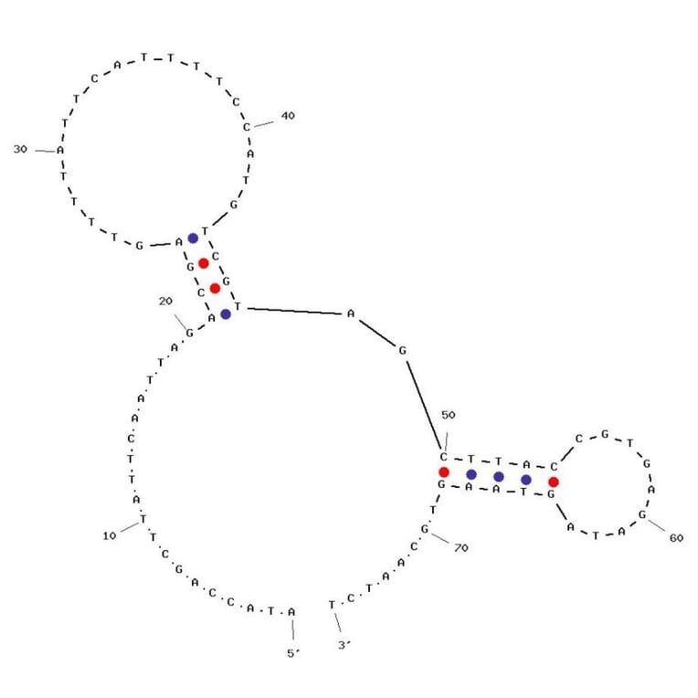 Secondary Structure - Anti-N Cadherin Aptamer [NC23] (Biotin) (A321194) - Antibodies.com