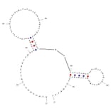 Secondary Structure - Anti-N Cadherin Aptamer [NC23] (Biotin) (A321194) - Antibodies.com