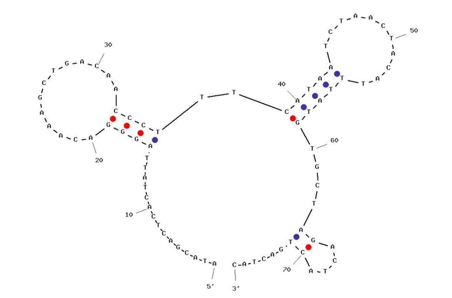 Secondary Structure - Anti-Glutathione S-transferase (GST) Aptamer [G1] (Biotin) (A321197) - Antibodies.com