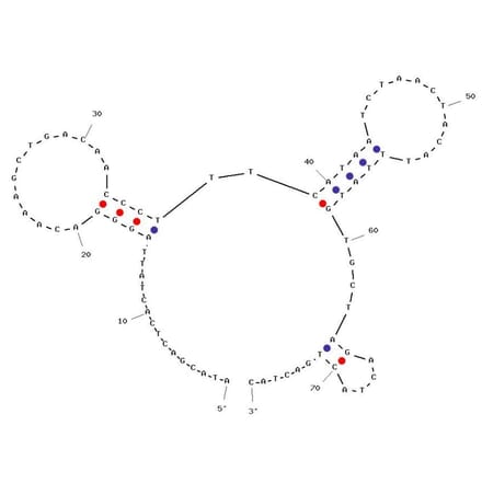 Secondary Structure - Anti-Glutathione S-transferase (GST) Aptamer [G1] (Biotin) (A321197) - Antibodies.com