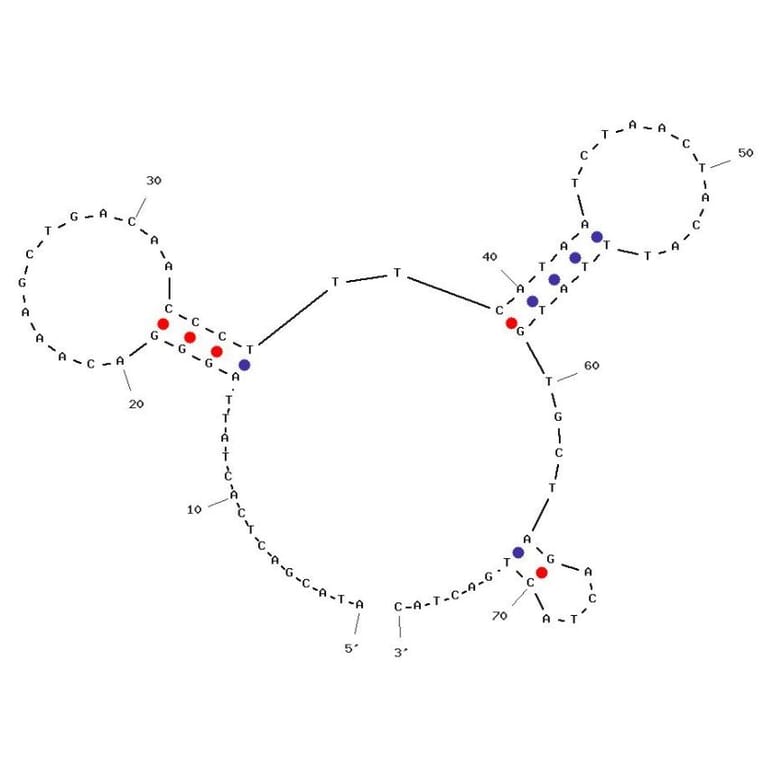Secondary Structure - Anti-Glutathione S-transferase (GST) Aptamer [G1] (Biotin) (A321197) - Antibodies.com