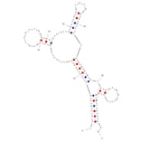 Secondary Structure - Anti-Glucose Transporter GLUT1 Aptamer [A5] (Biotin) (A321200) - Antibodies.com