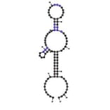Secondary Structure - Anti-EpCAM Aptamer [XMU3] (Biotin) (A321201) - Antibodies.com