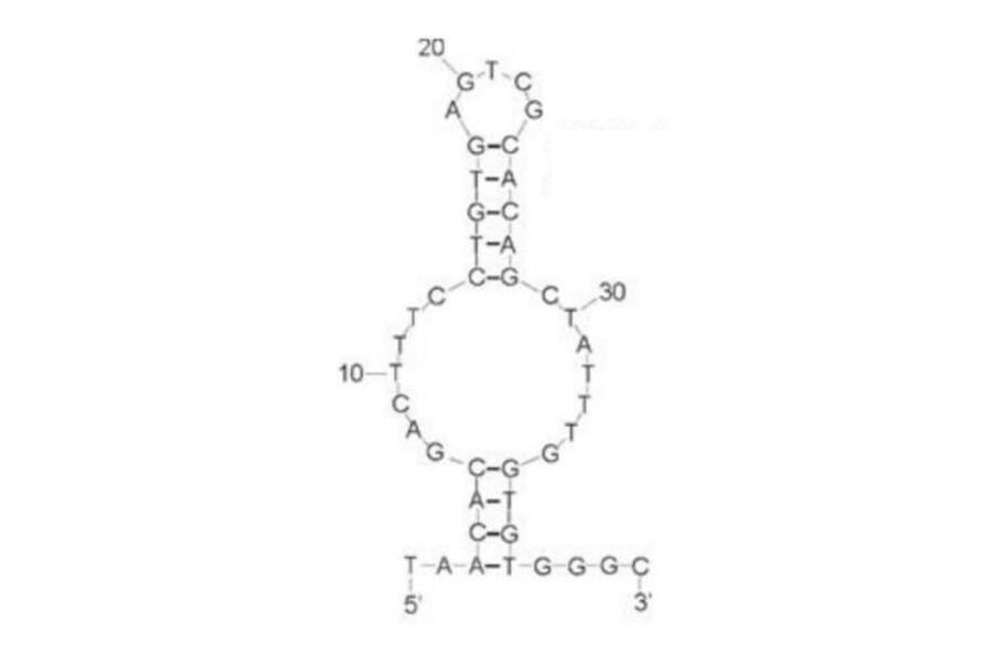 Secondary Structure - Anti-CD63 Aptamer [CD63-1] (Biotin) (A321204) - Antibodies.com