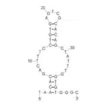 Secondary Structure - Anti-CD63 Aptamer [CD63-1] (Biotin) (A321204) - Antibodies.com