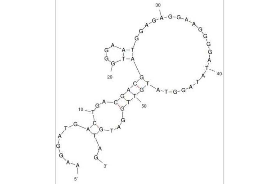 Secondary Structure - Anti-SP3 Aptamer [SP3] (Biotin) (A321210) - Antibodies.com
