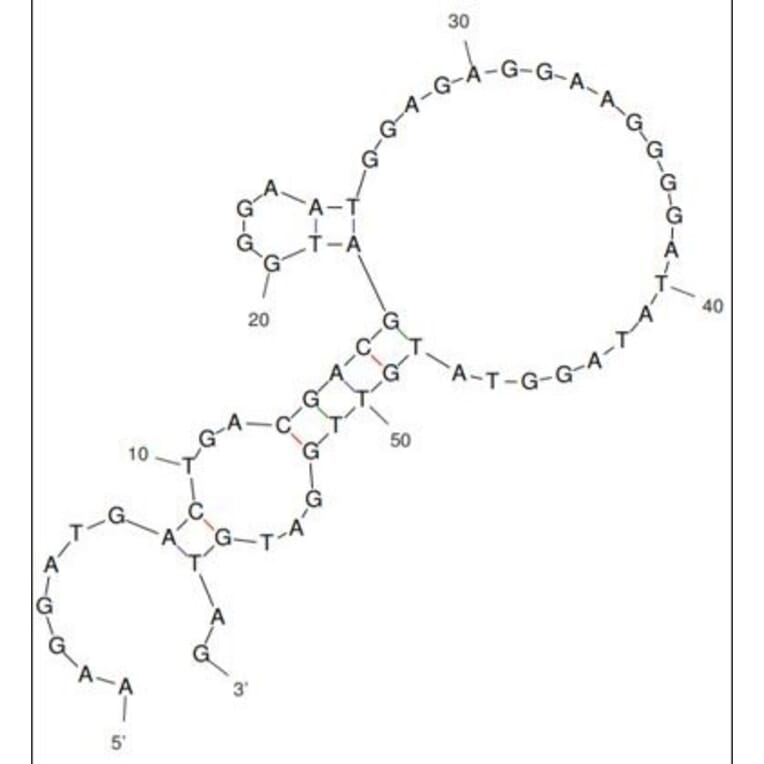 Secondary Structure - Anti-SP3 Aptamer [SP3] (Biotin) (A321210) - Antibodies.com