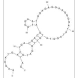 Secondary Structure - Anti-SP3 Aptamer [SP3] (Biotin) (A321210) - Antibodies.com