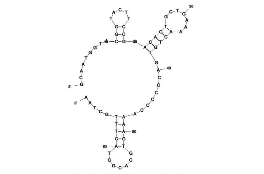 Secondary Structure - Anti-Legionella pneumophila Aptamer [R10C5] (Biotin) (A321212) - Antibodies.com