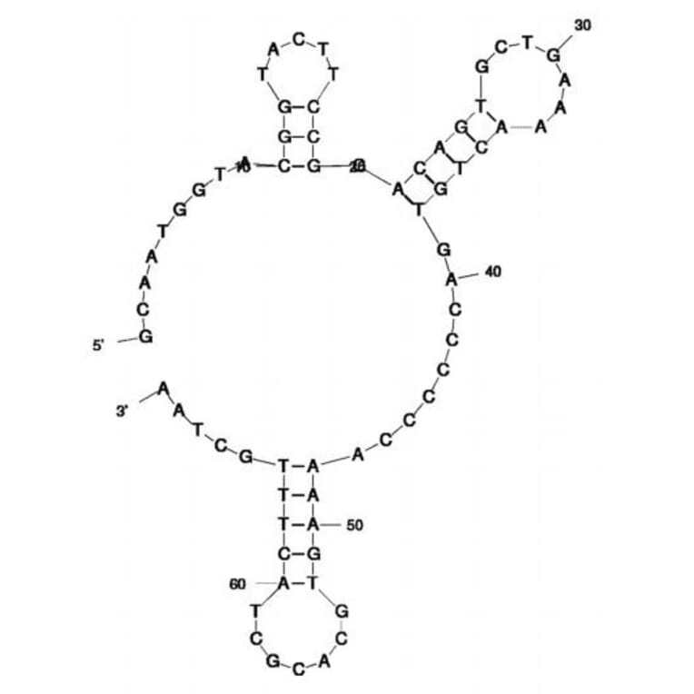 Secondary Structure - Anti-Legionella pneumophila Aptamer [R10C5] (Biotin) (A321212) - Antibodies.com