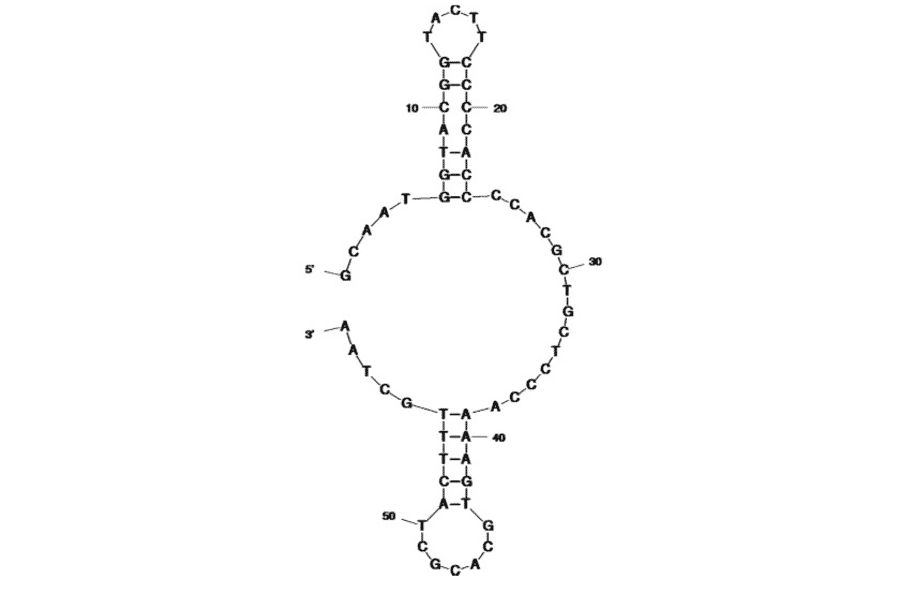 Secondary Structure - Anti-Legionella pneumophila Aptamer [R10C1] (Biotin) (A321213) - Antibodies.com