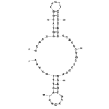 Secondary Structure - Anti-Legionella pneumophila Aptamer [R10C1] (Biotin) (A321213) - Antibodies.com