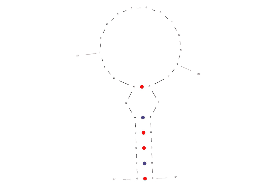Secondary Structure - Anti-Trastuzumab Aptamer [CH1S-3] (Biotin) (A321214) - Antibodies.com