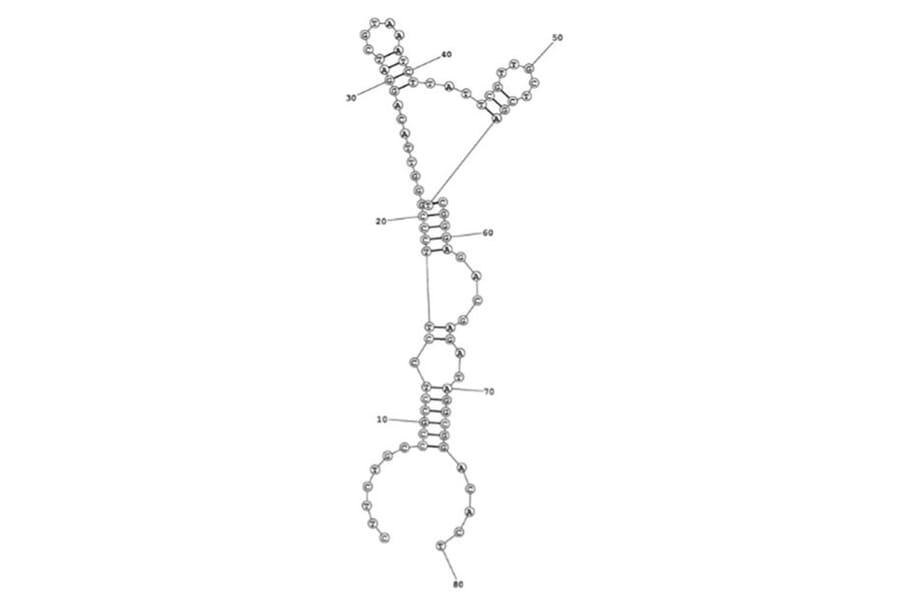 Secondary Structure - Anti-Myoglobin Aptamer [M03] (Biotin) (A321216) - Antibodies.com