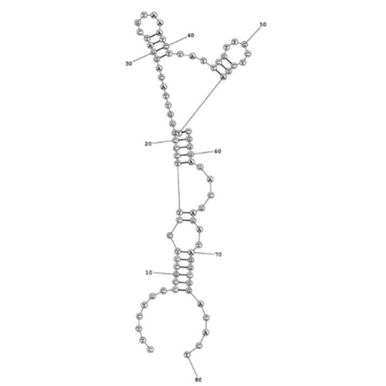 Secondary Structure - Anti-Myoglobin Aptamer [M03] (Biotin) (A321216) - Antibodies.com