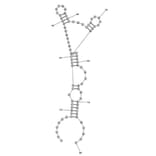 Secondary Structure - Anti-Myoglobin Aptamer [M03] (Biotin) (A321216) - Antibodies.com