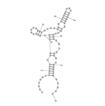 Secondary Structure - Anti-beta 2 Microglobulin Aptamer [B03] (Biotin) (A321217) - Antibodies.com