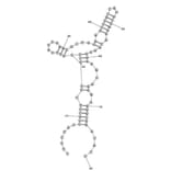 Secondary Structure - Anti-beta 2 Microglobulin Aptamer [B03] (Biotin) (A321217) - Antibodies.com