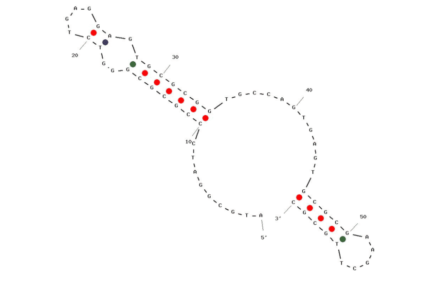 Secondary Structure - Anti-Influenza A Virus (H5N1/HA1) Aptamer (Biotin) (A321218) - Antibodies.com